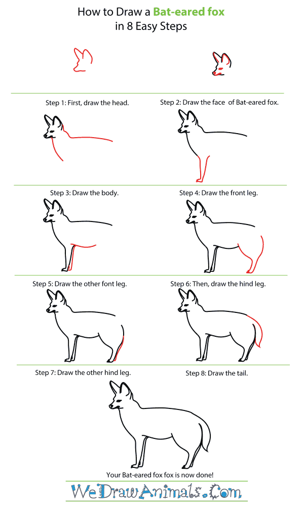 How To Draw A Bat-eared fox - Step-By-Step Tutorial