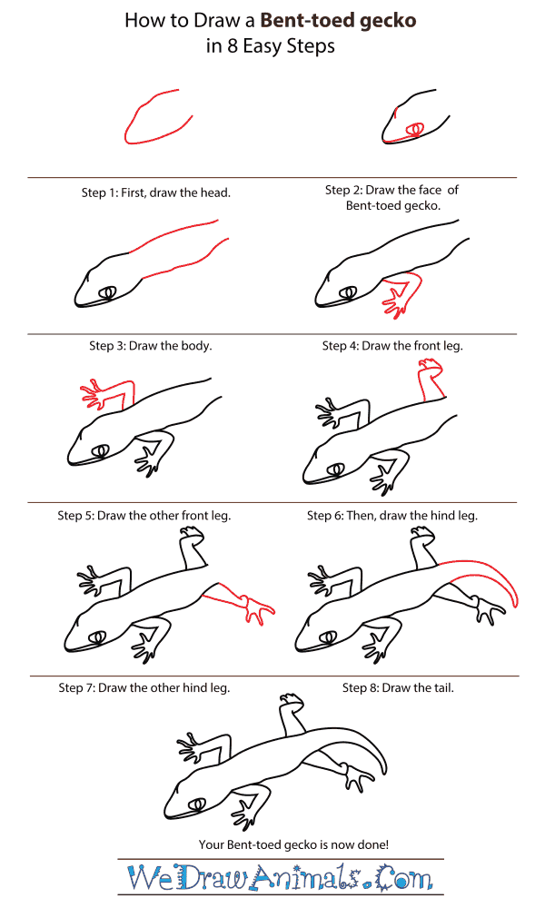 How To Draw A Bent-toed gecko - Step-By-Step Tutorial