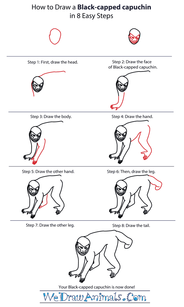 How To Draw A Black-Capped Capuchin - Step-By-Step Tutorial