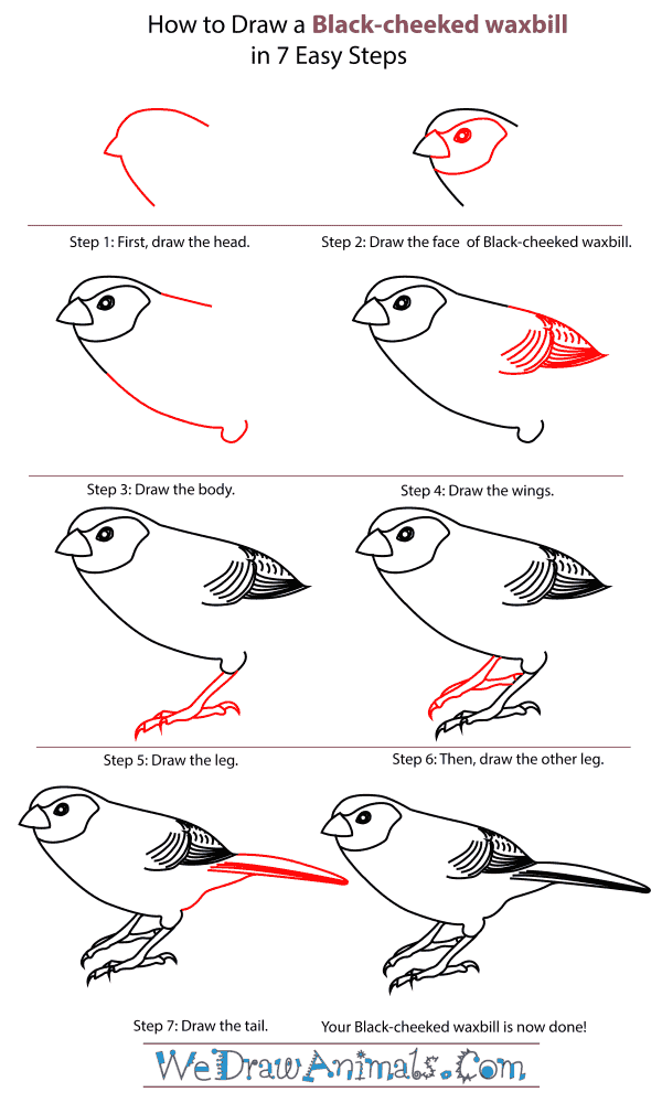 How To Draw A Black-Cheeked Waxbill - Step-By-Step Tutorial