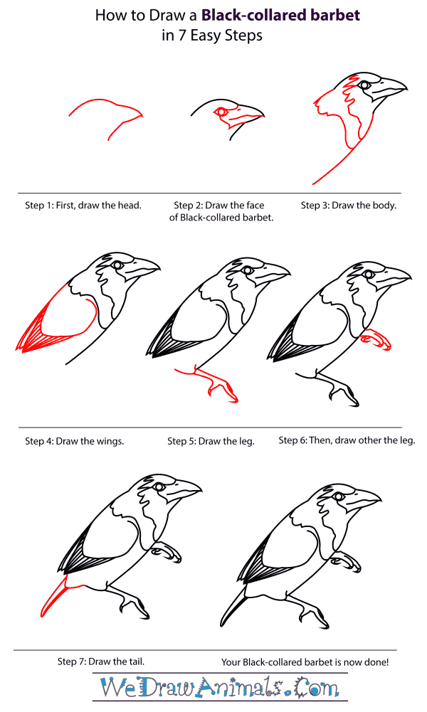 How To Draw A Black-Collared Barbet - Step-By-Step Tutorial