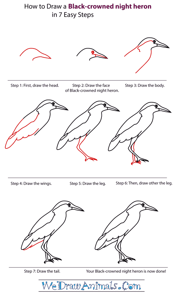 How To Draw A Black-Crowned Night Heron - Step-By-Step Tutorial