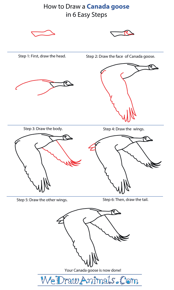 How To Draw A Canada Goose - Step-By-Step Tutorial