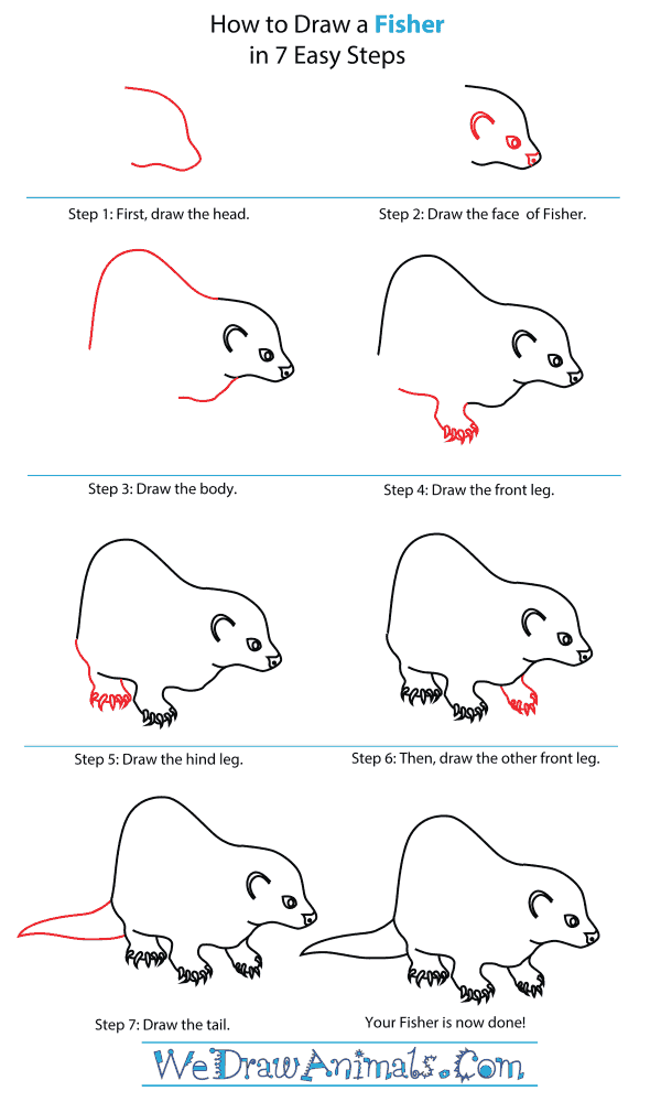 How To Draw A Fisher - Step-By-Step Tutorial