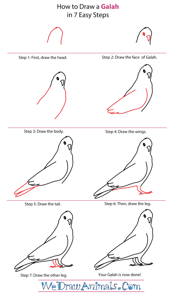 How To Draw A Galah - Step-By-Step Tutorial