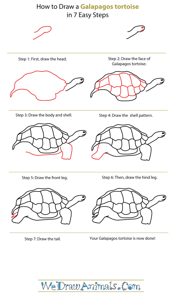 How To Draw A Galapagos tortoise - Step-By-Step Tutorial