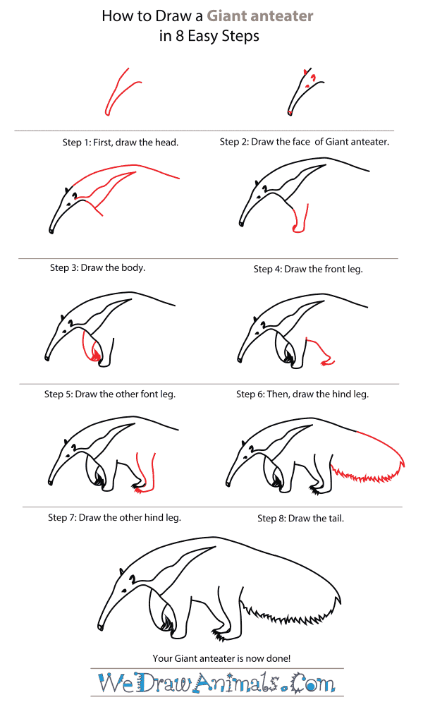 How To Draw A Giant anteater - Step-By-Step Tutorial