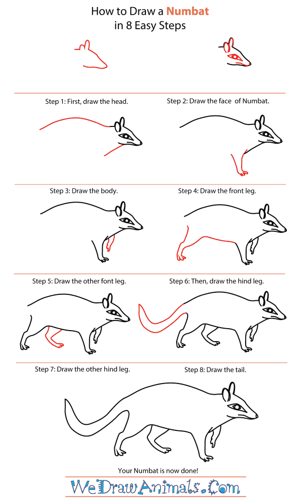 How To Draw A Numbat - Step-By-Step Tutorial