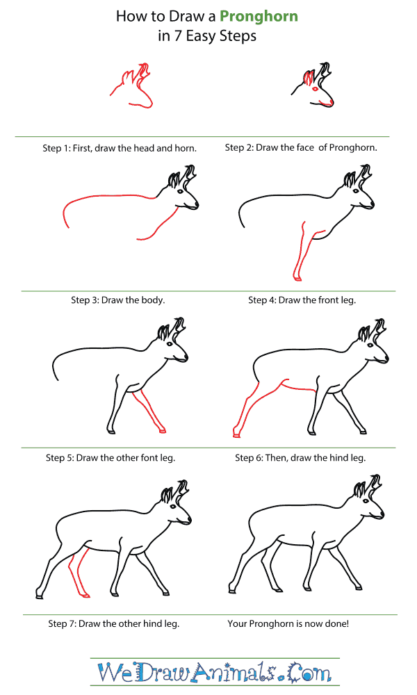 How To Draw A Pronghorn - Step-By-Step Tutorial