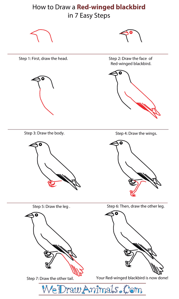 Featured image of post How To Draw A Blackbird Step By Step This pose is somewhat similar to the previous and can be used to show that a characters is casting a spell or gesturing hand claw drawing step by step