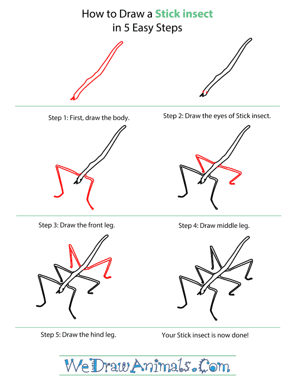 How To Draw A Stick insect - Step-By-Step Tutorial