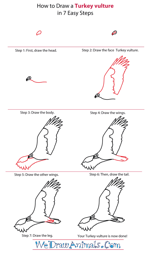 How To Draw A Turkey vulture - Step-By-Step Tutorial