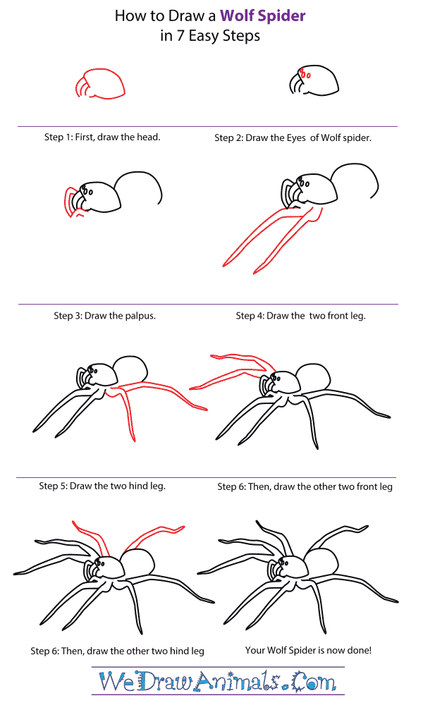 How To Draw A Wolf spider - Step-By-Step Tutorial