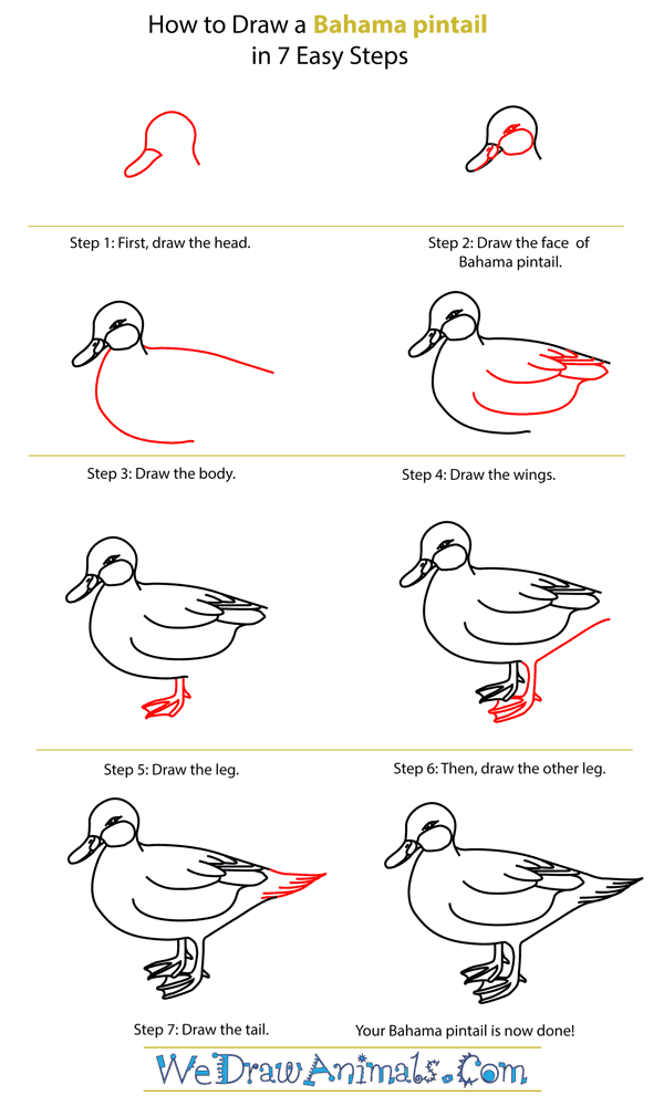How To Draw A Bahama Pintail - Step-By-Step Tutorial