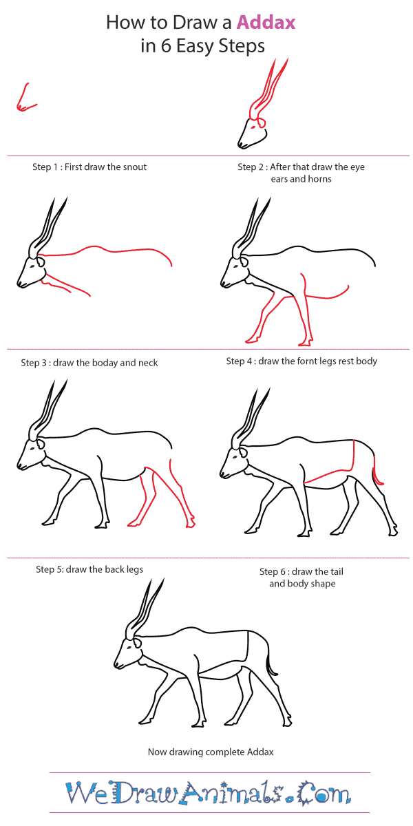 How to Draw an Addax - Step-by-Step Tutorial