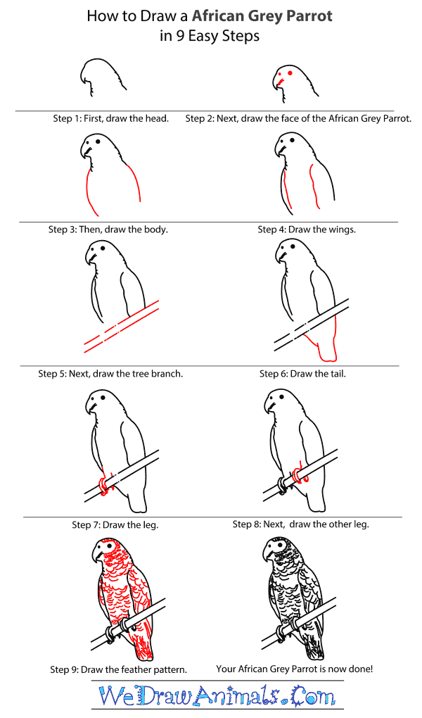 How to Draw an African Grey Parrot - Step-By-Step Tutorial