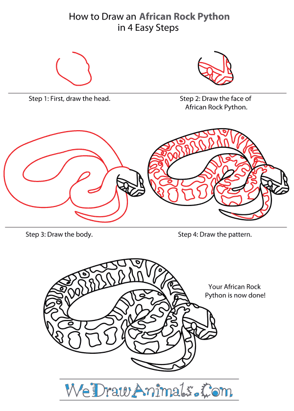 How to Draw an African Rock Python - Step-By-Step Tutorial