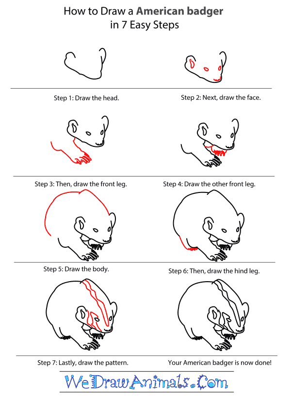 How to Draw an American Badger - Step-by-Step Tutorial