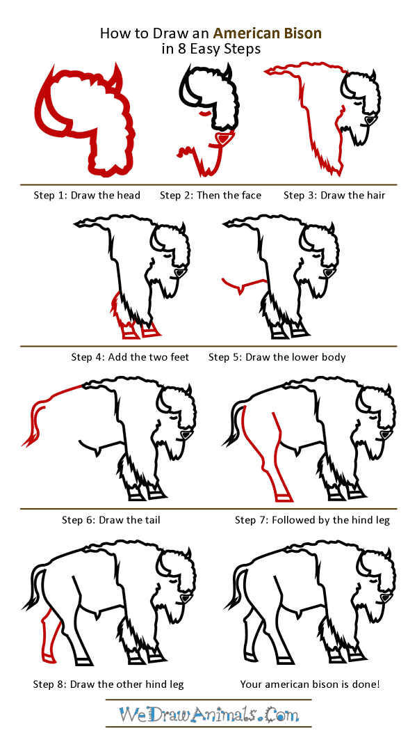 How to Draw an American Bison - Step-by-Step Tutorial