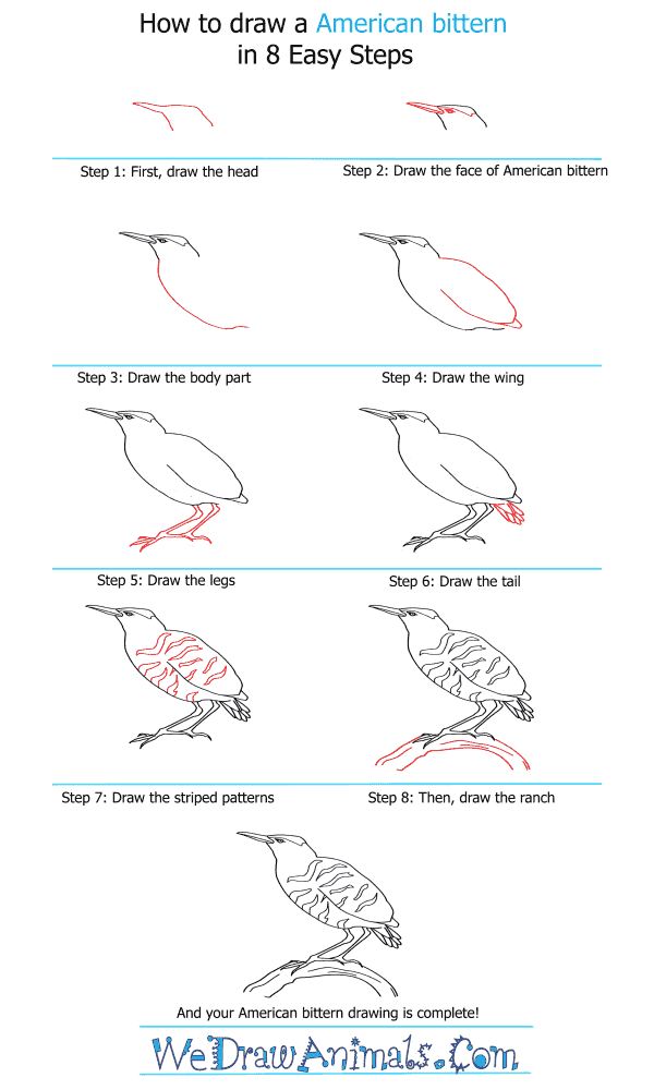 How to Draw an American Bittern - Step-by-Step Tutorial