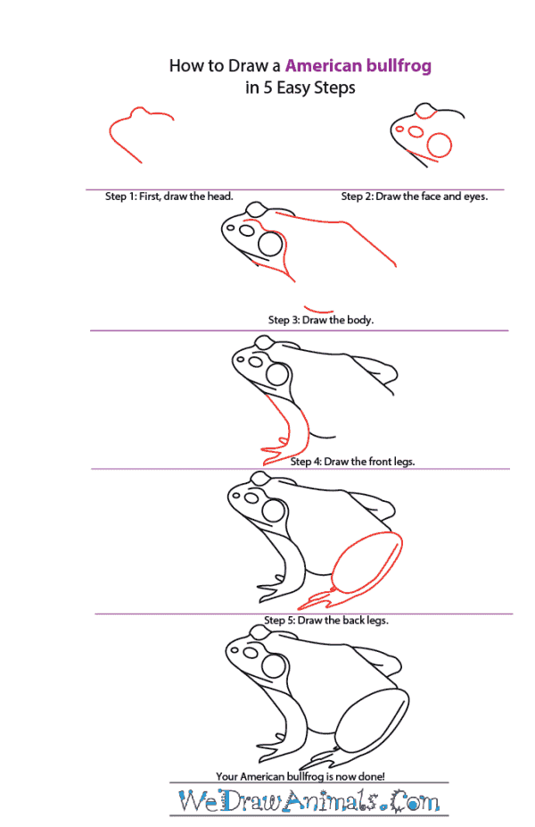 How to Draw an American Bullfrog - Step-by-Step Tutorial