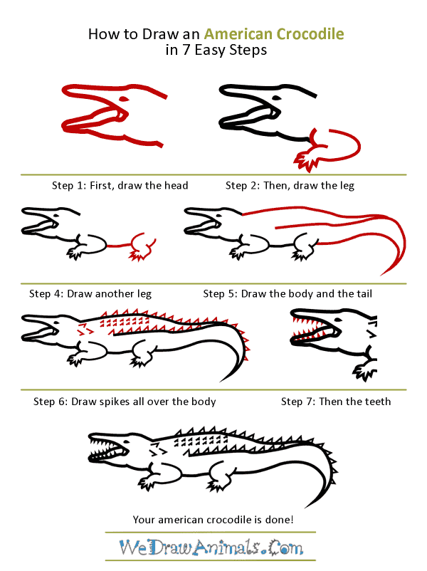 How to Draw an American Crocodile - Step-by-Step Tutorial