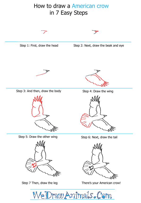 How to Draw an American Crow - Step-by-Step Tutorial