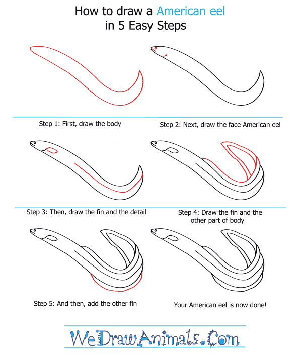 How to Draw an American Eel - Step-by-Step Tutorial