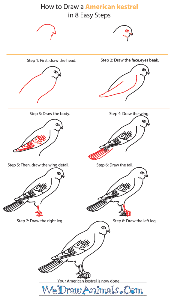 How to Draw an American Kestrel - Step-by-Step Tutorial