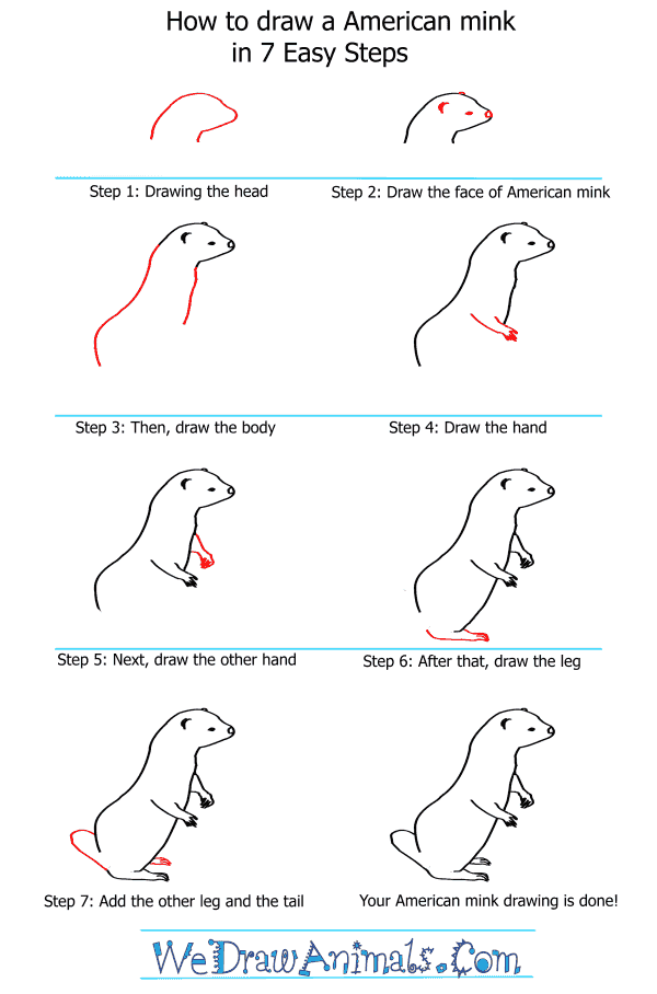 How to Draw an American Mink - Step-by-Step Tutorial