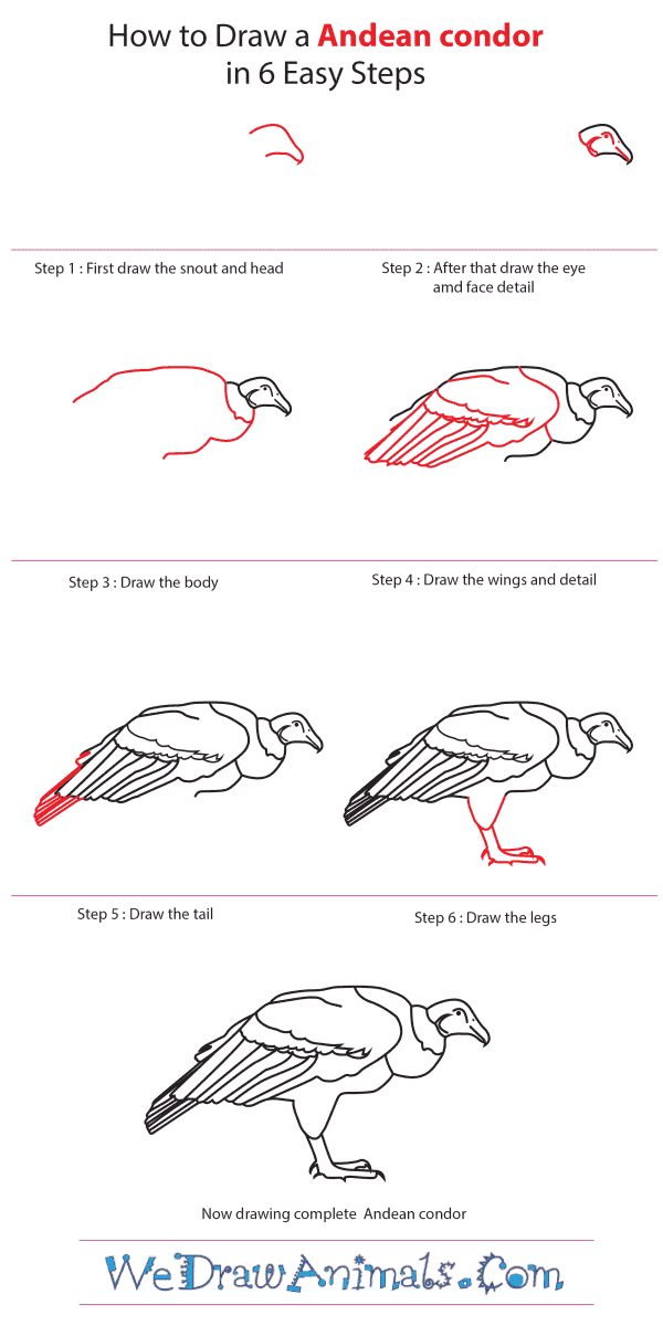 How to Draw an Andean Condor - Step-by-Step Tutorial