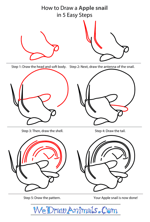 How to Draw an Apple Snail - Step-by-Step Tutorial