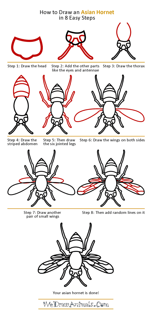 How to Draw an Asian Hornet - Step-by-Step Tutorial