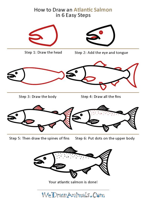 How to Draw an Atlantic Salmon - Step-by-Step Tutorial