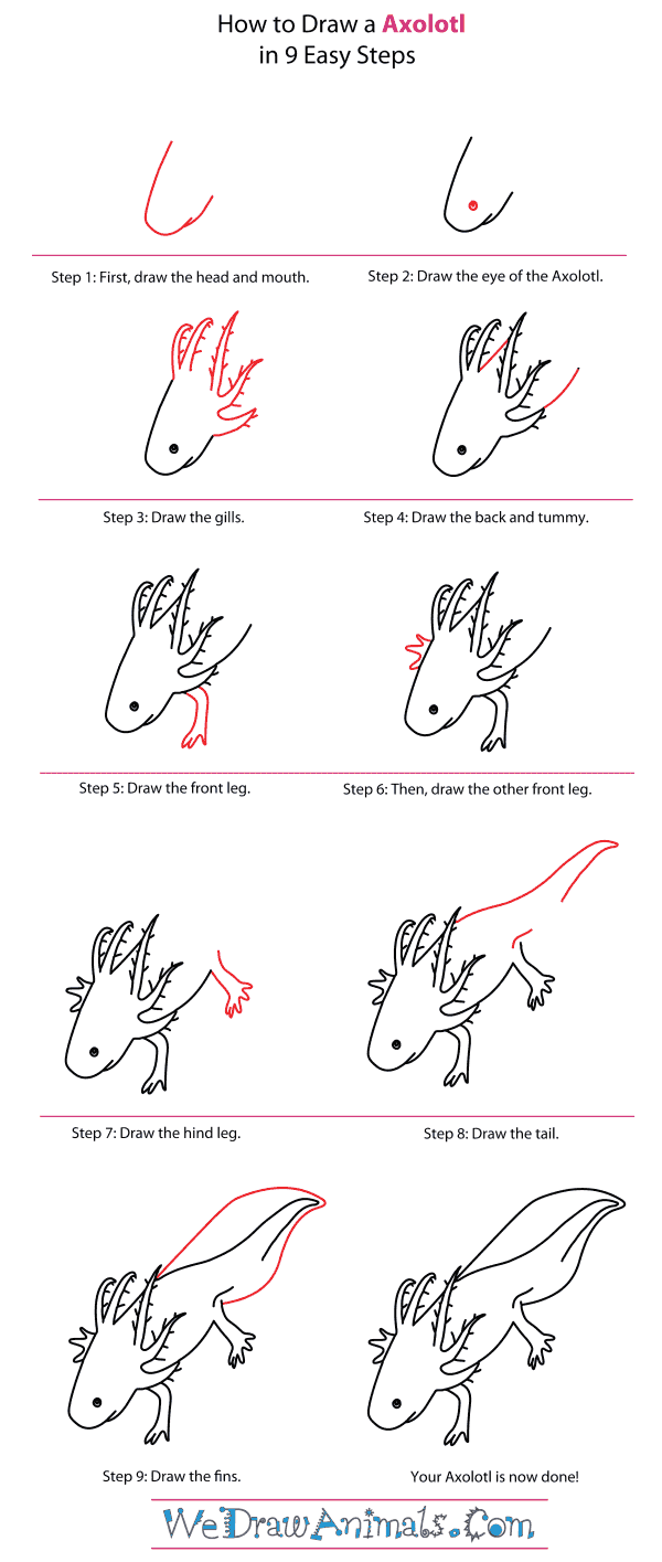 How to Draw an Axolotl - Step-By-Step Tutorial