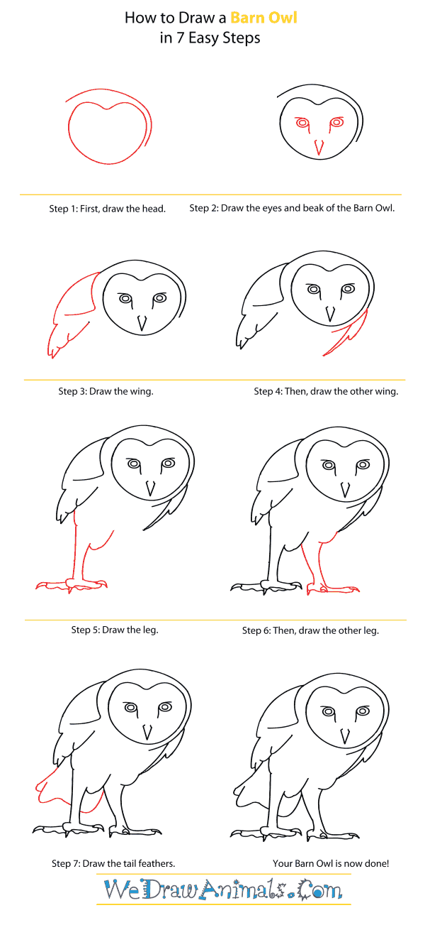 How to Draw a Barn Owl - Step-By-Step Tutorial