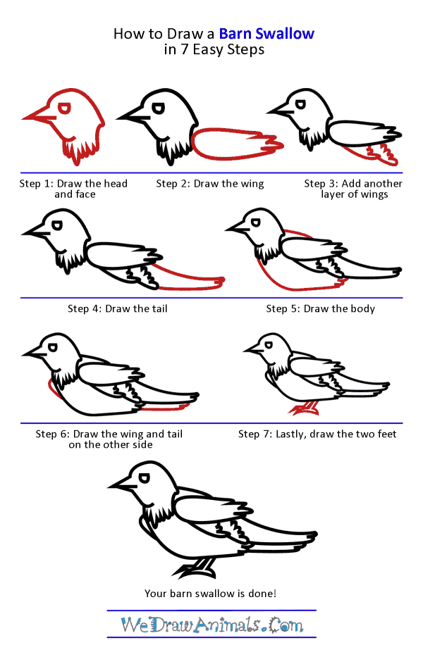 How to Draw a Barn Swallow - Step-by-Step Tutorial