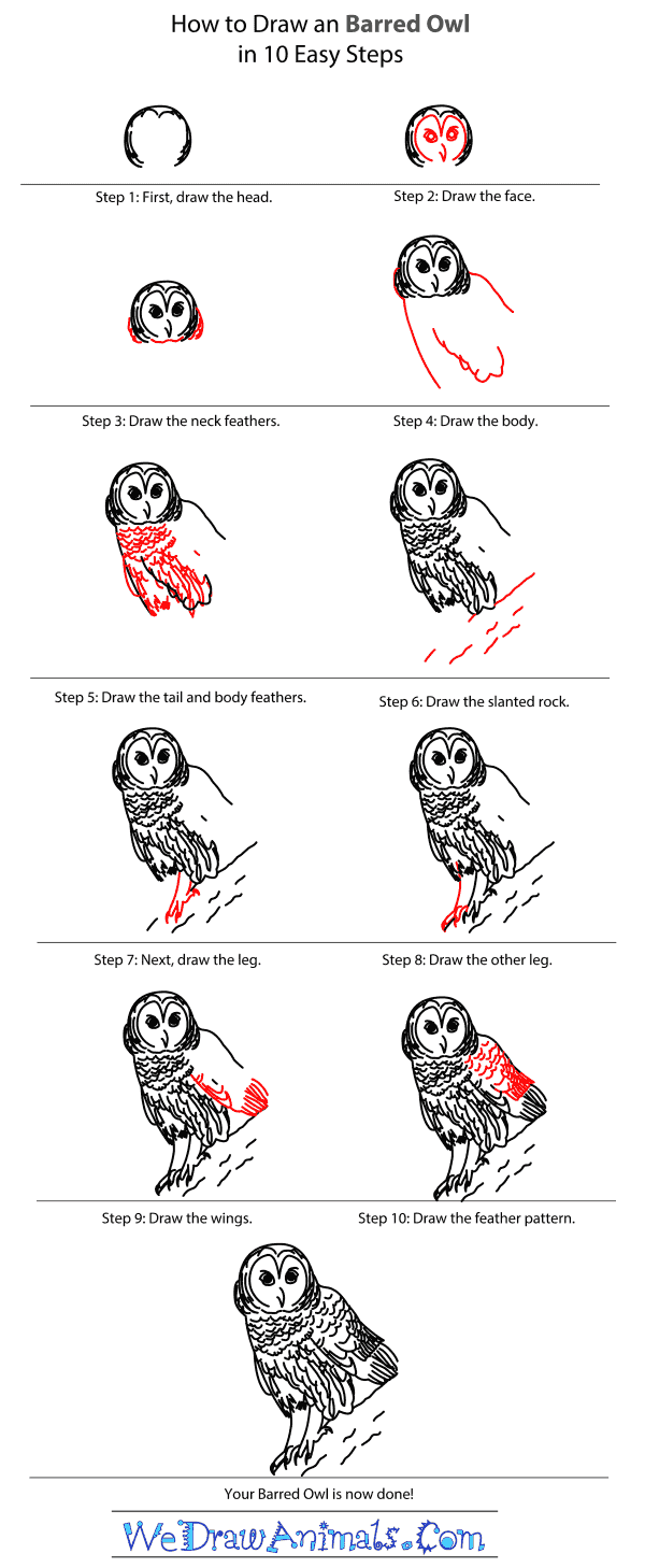 How to Draw a Barred Owl - Step-By-Step Tutorial