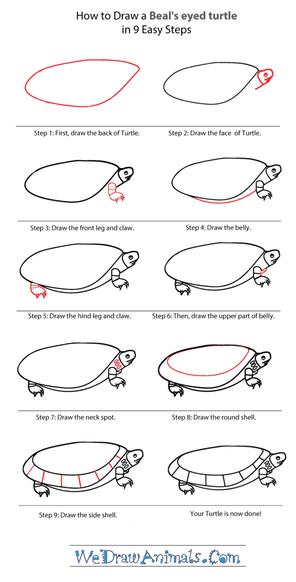 How to Draw a Beal's Eyed Turtle - Step-By-Step Tutorial