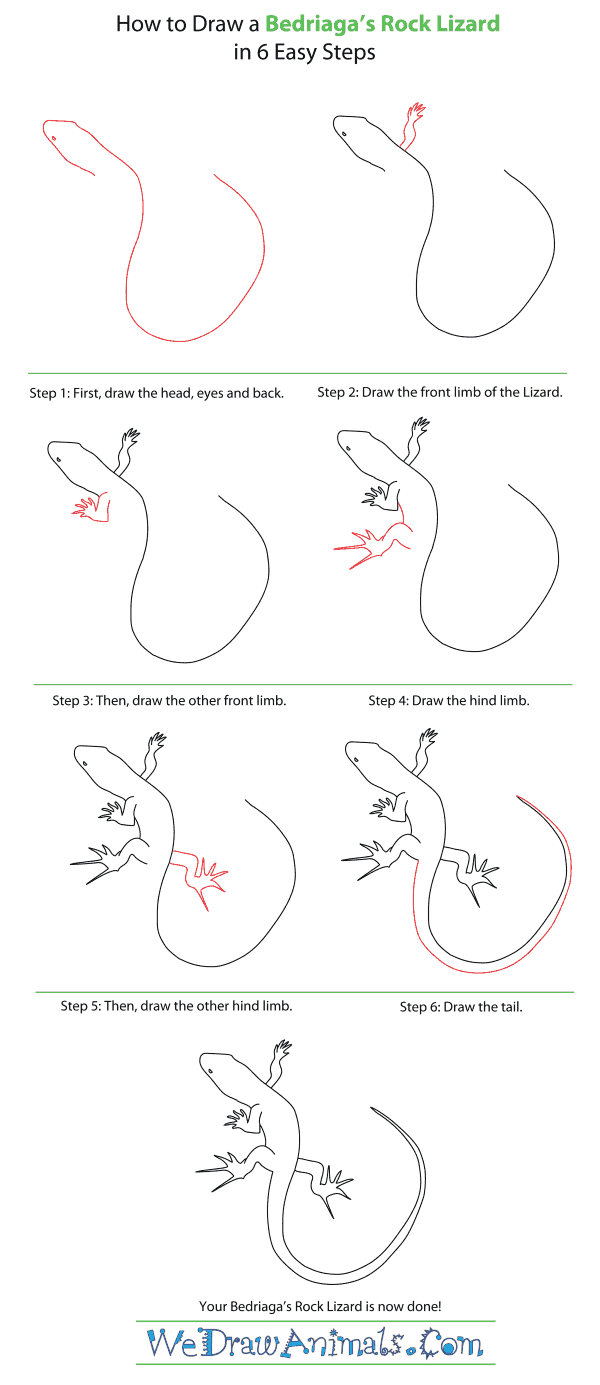 How to Draw a Bedriaga's Rock Lizard - Step-By-Step Tutorial