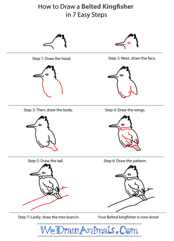 How to Draw a Belted Kingfisher - Step-by-Step Tutorial