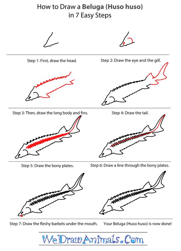 How to Draw a Beluga - Step-By-Step Tutorial