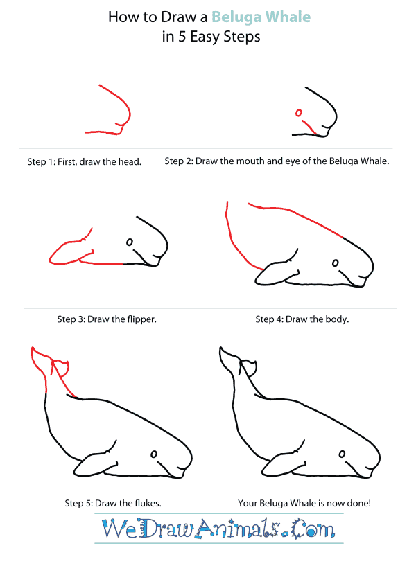 How to Draw a Beluga Whale - Step-By-Step Tutorial