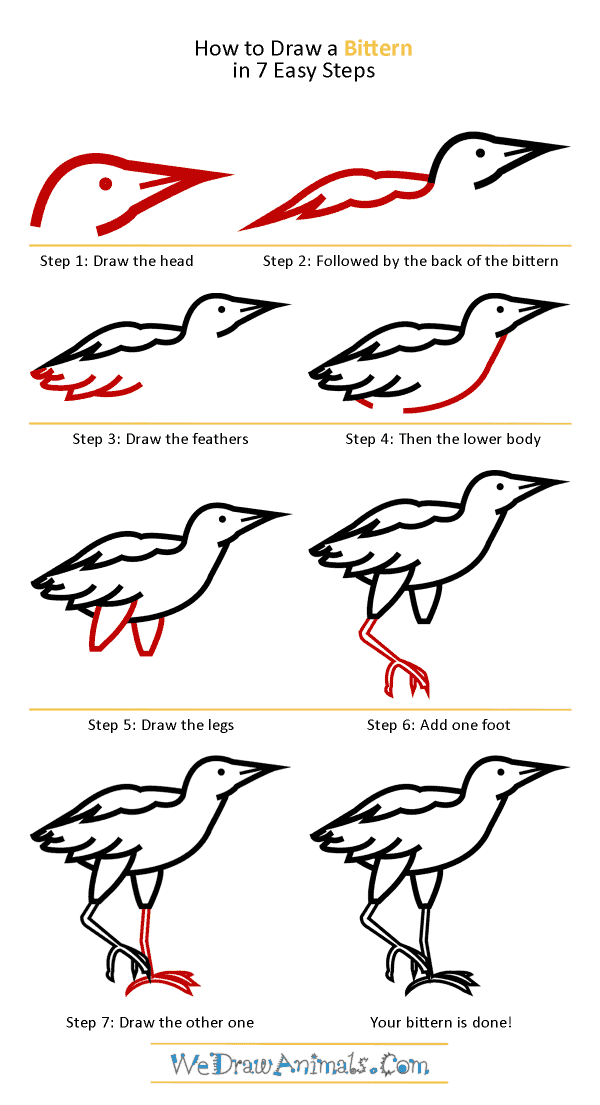 How to Draw a Bittern - Step-by-Step Tutorial