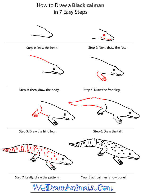 How to Draw a Black Caiman - Step-by-Step Tutorial