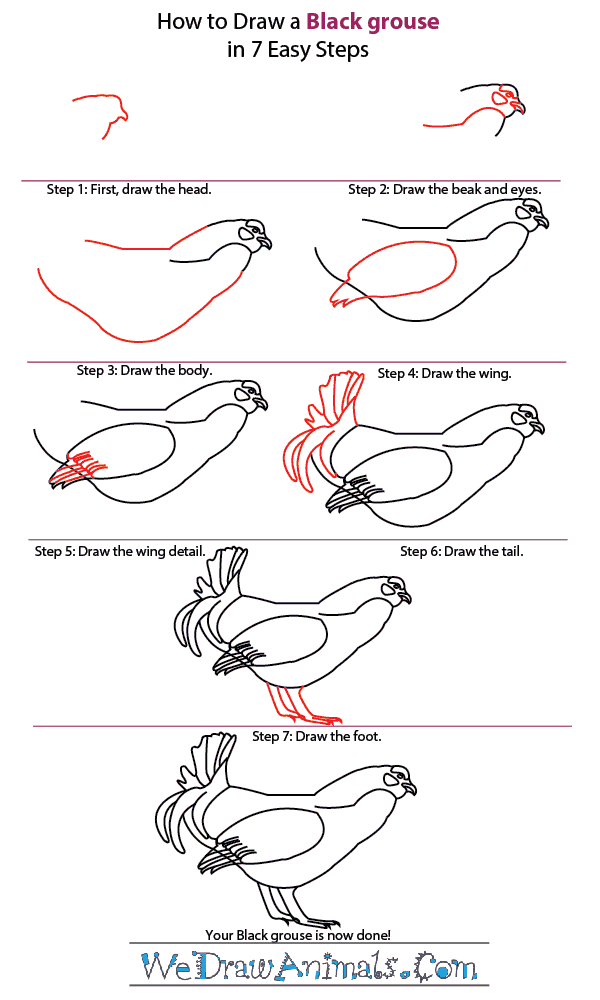 How to Draw a Black Grouse - Step-by-Step Tutorial