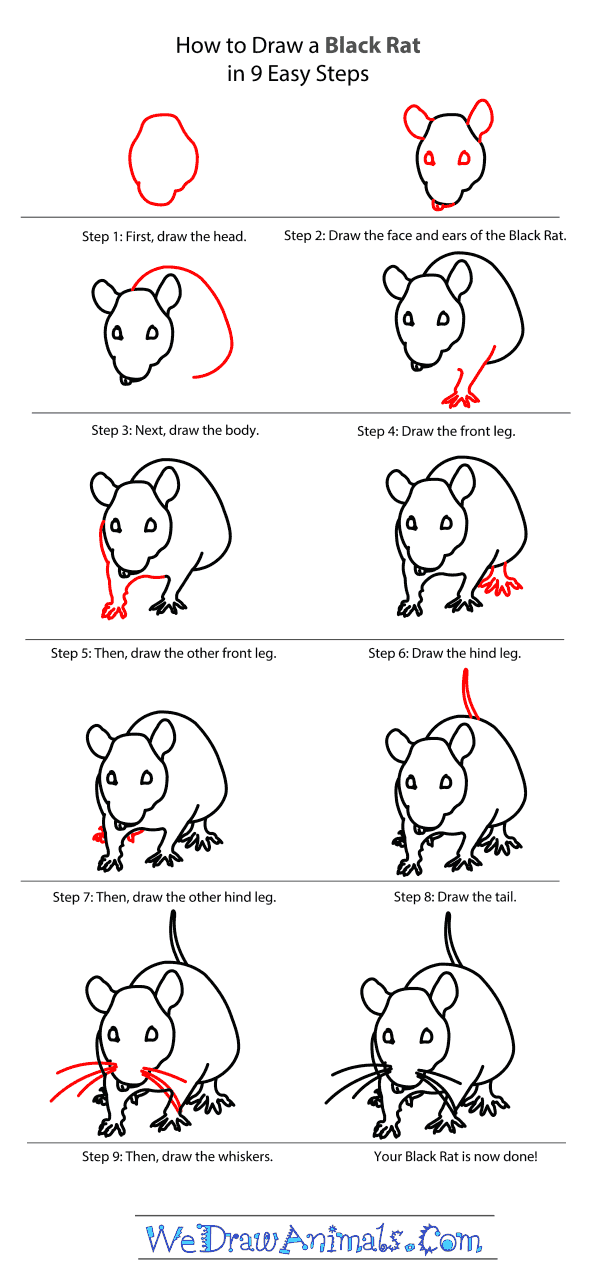 How to Draw a Black Rat - Step-by-Step Tutorial