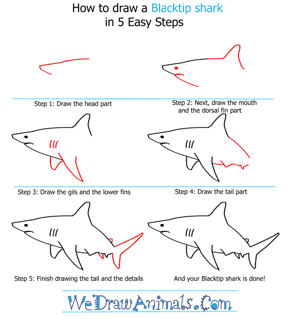 How to Draw a Blacktip Shark - Step-by-Step Tutorial
