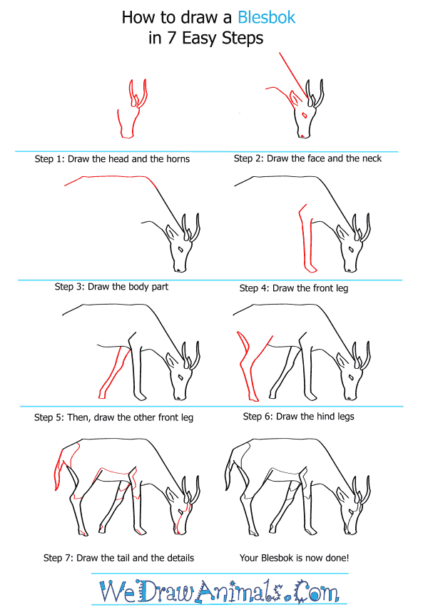 How to Draw a Blesbok - Step-by-Step Tutorial