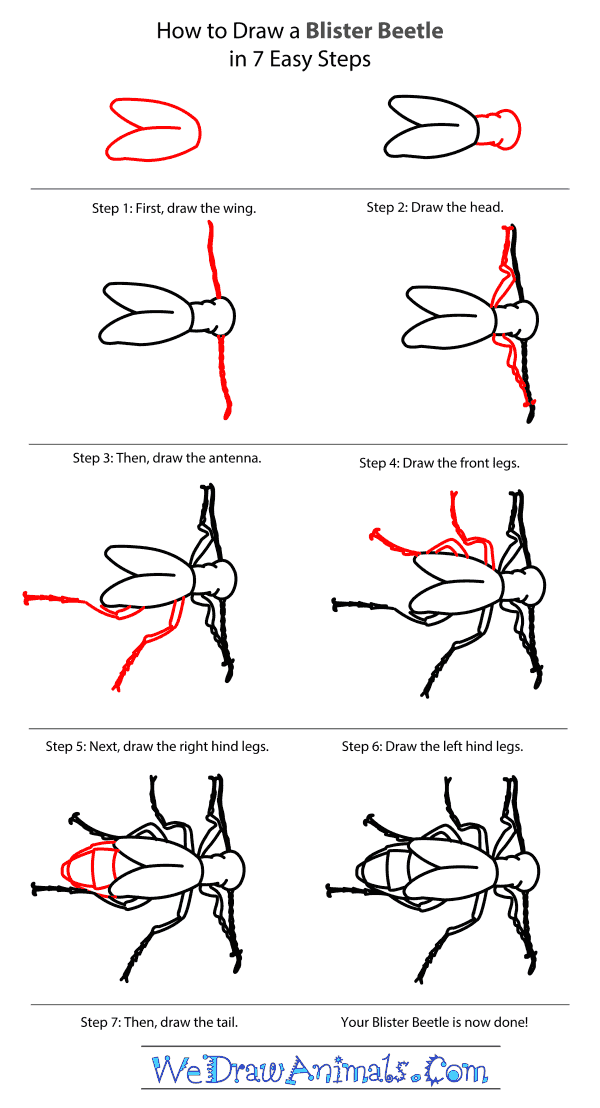 How to Draw a Blister Beetle - Step-by-Step Tutorial